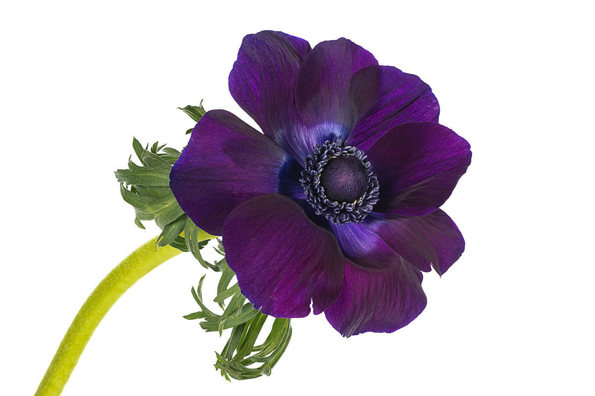 Anemone