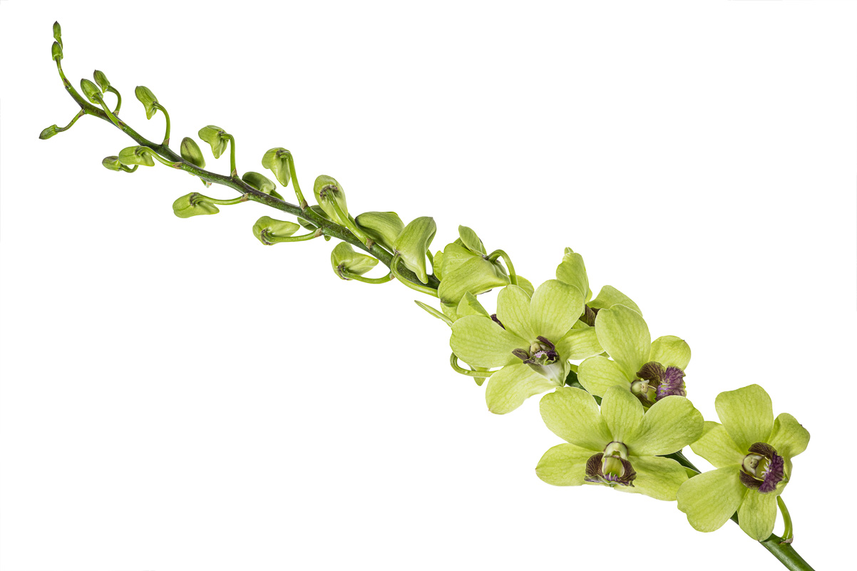 Dendrobium