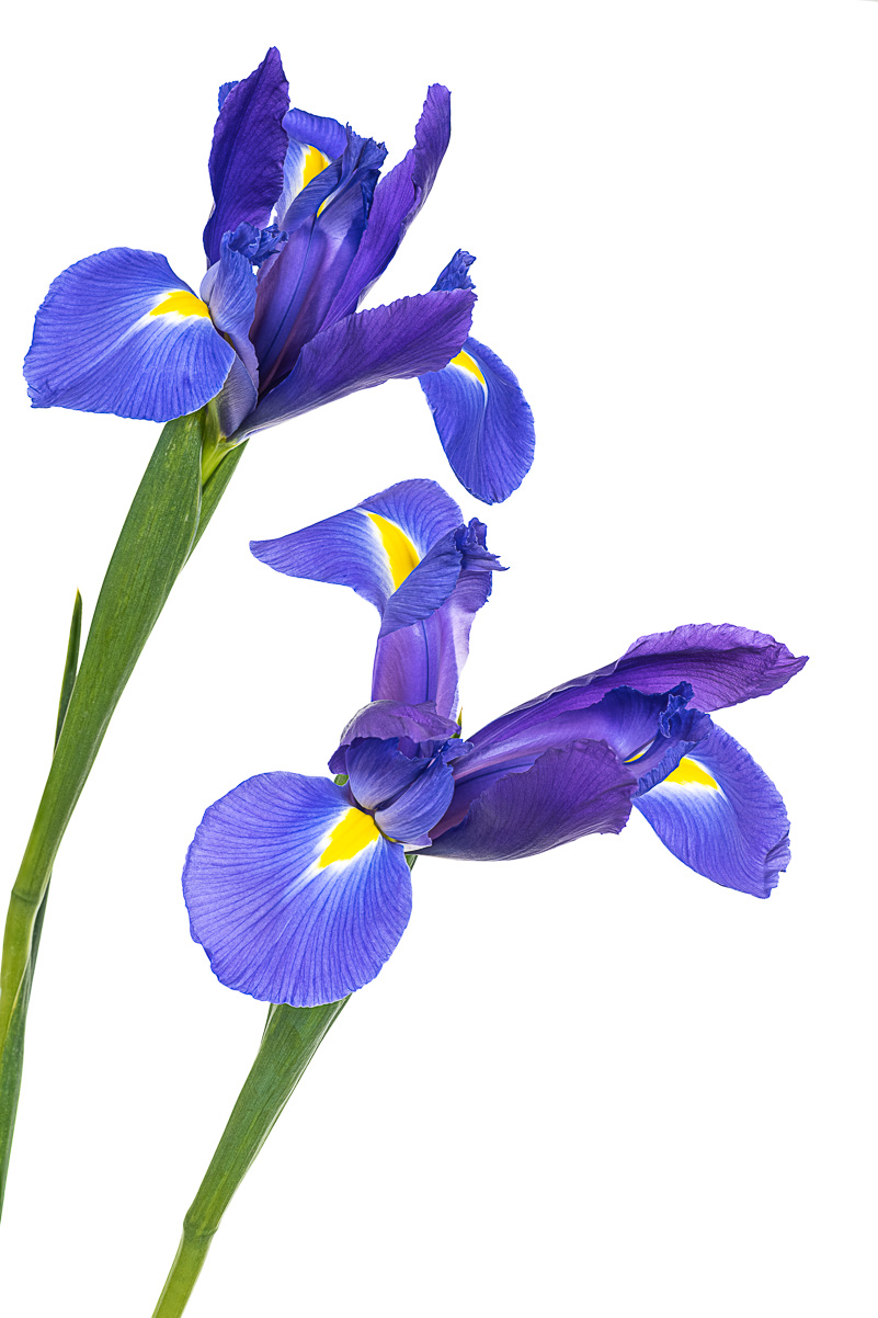 DoubleIris