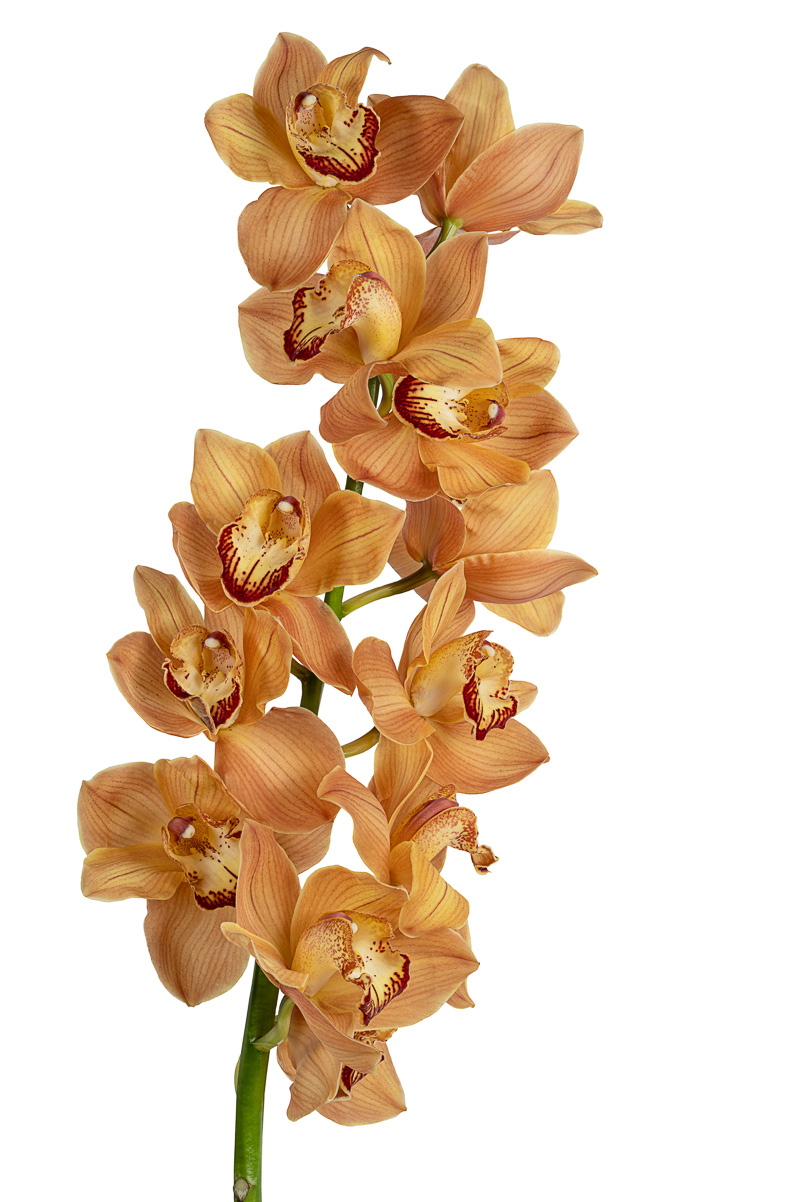 GoldenCymbidium