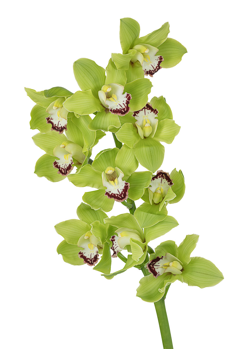 GreenCymbidium