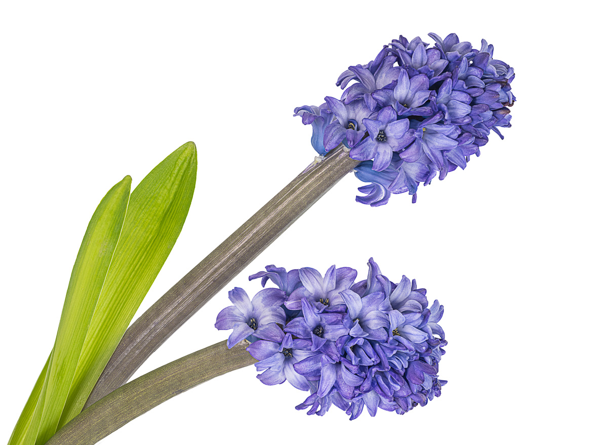 Hyacinths