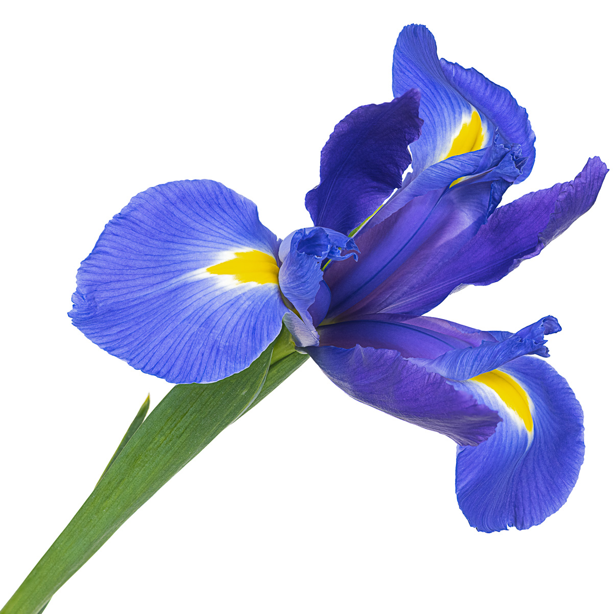Iris