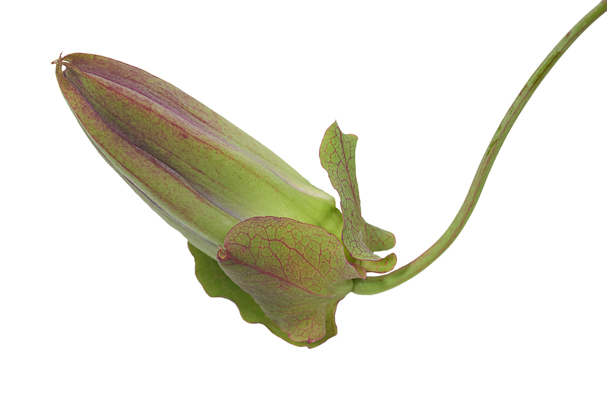 IsolatedBud