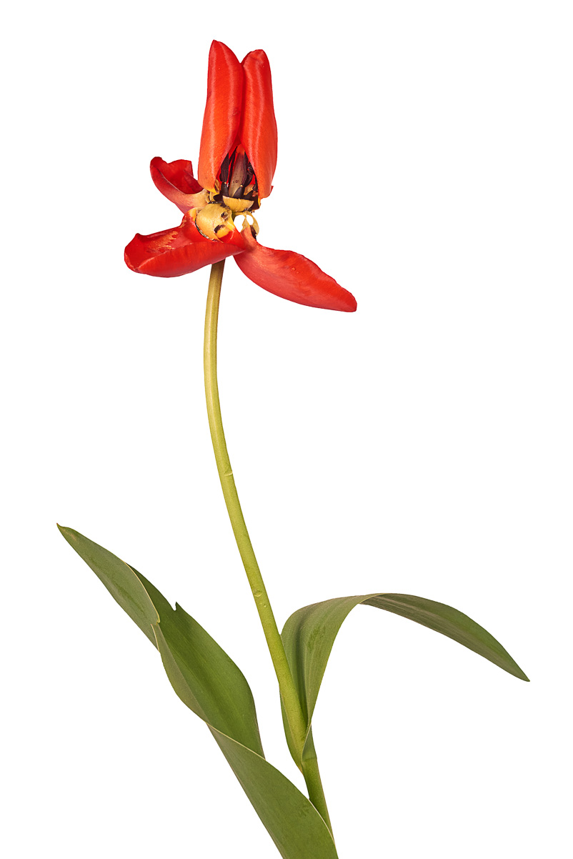 PassingTulip