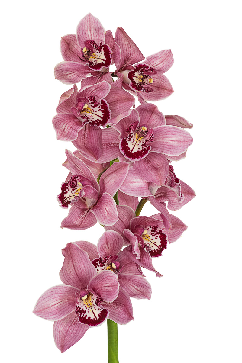 PinkCymbidium