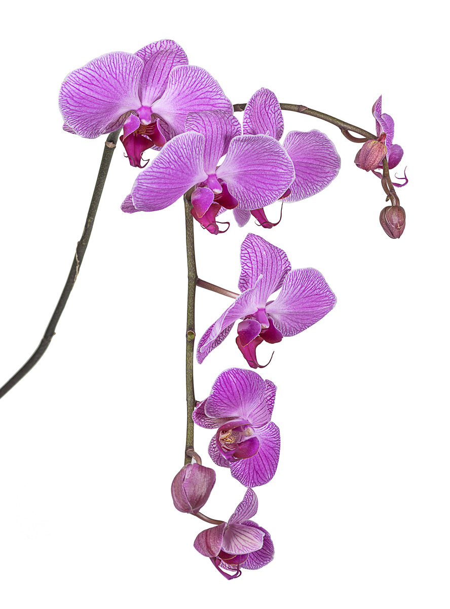 PurplePhalaenopsis-2
