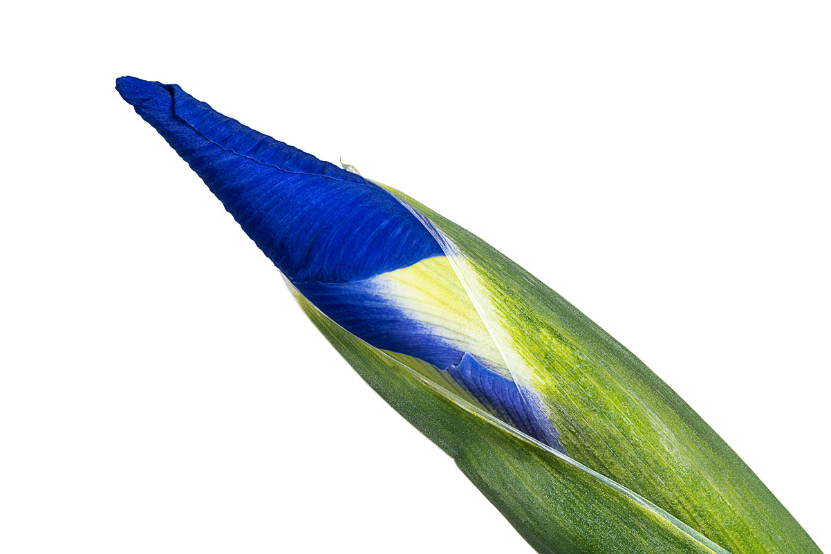 TightBud