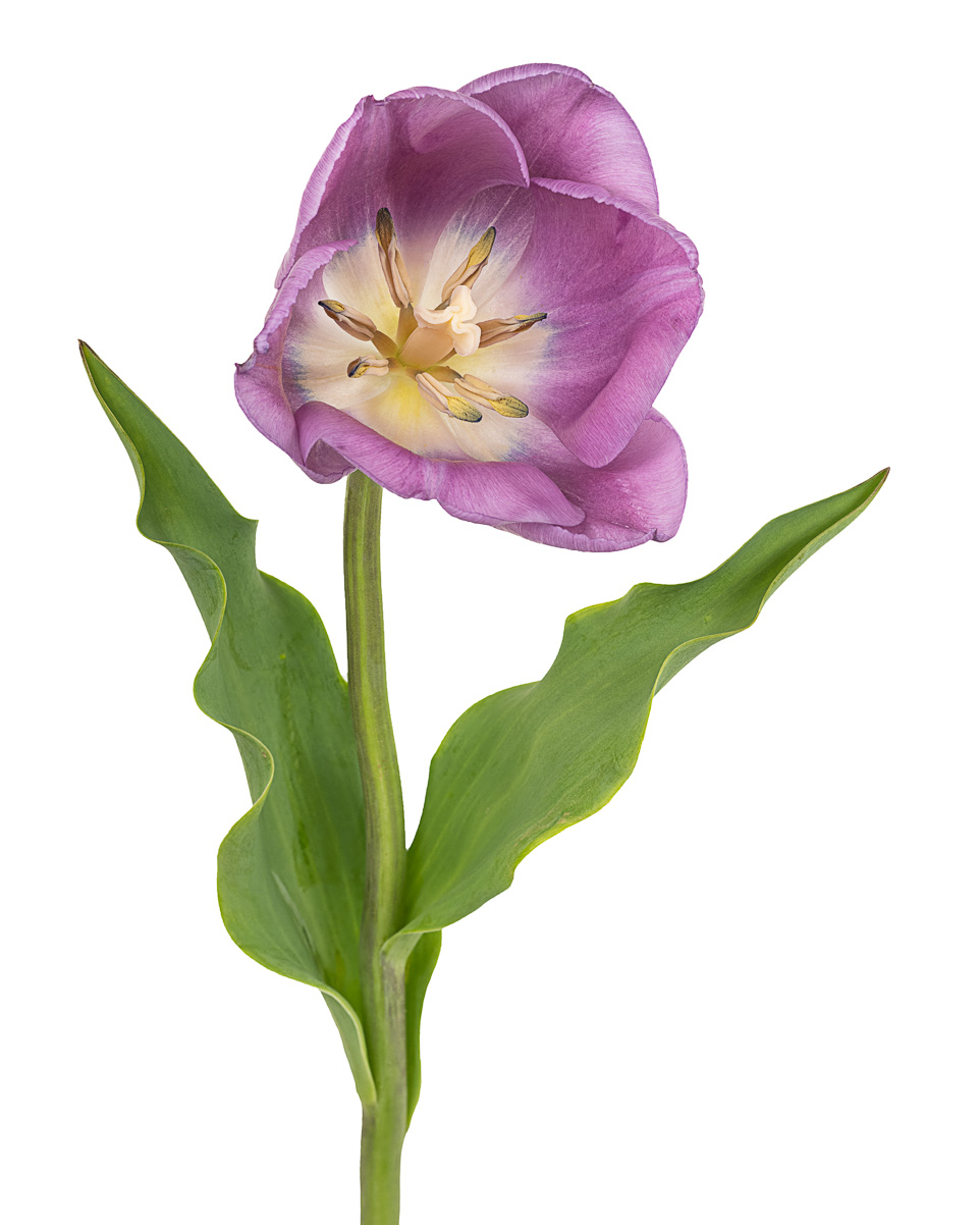 Tulip