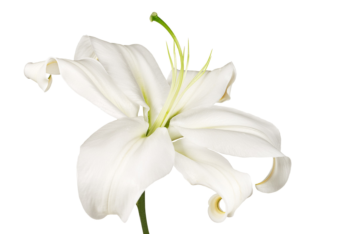 WhiteLily