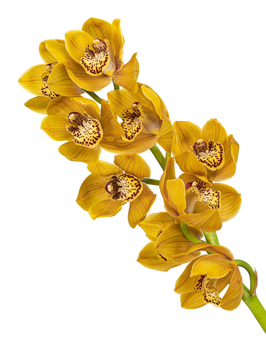 miniYellowCymbNationalEdited